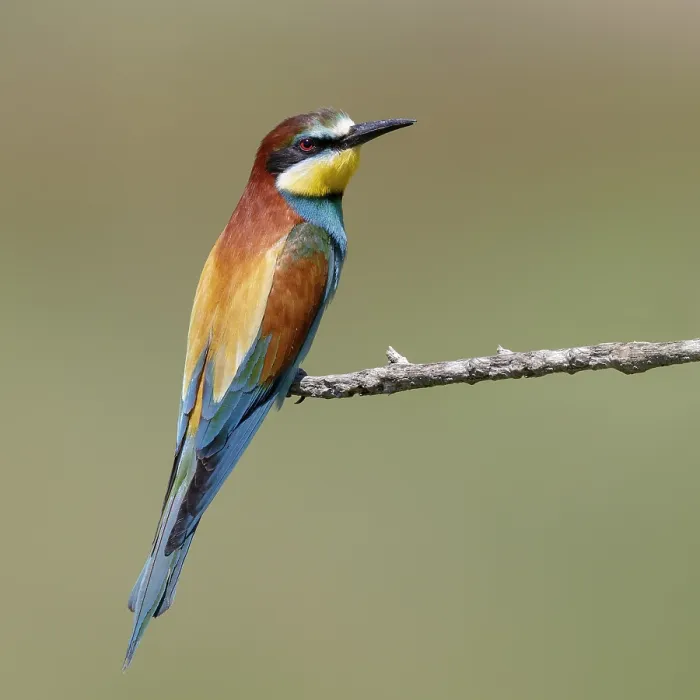 Framed Print : European Bee-eater, Merops apiaster