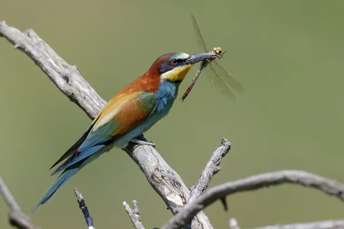 Framed Print : European Bee-eater, Merops apiaster