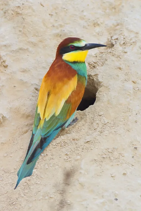 Framed Print : European Bee-eater, Merops apiaster Framed Print : European Bee-eater, Merops apiaster