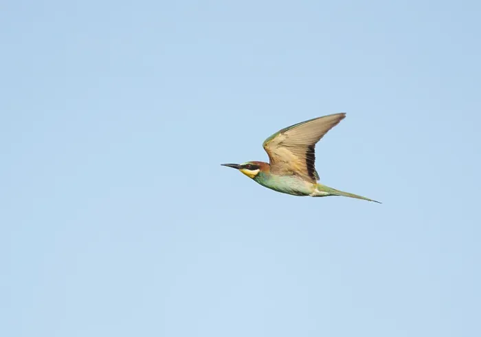 Framed Print : European Bee-eater;Merops apiaster