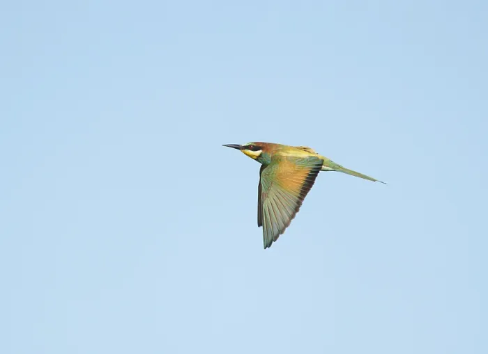 Framed Print : European Bee-eater;Merops apiaster