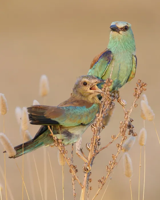 Framed Print : European Roller, Coracias garrulus