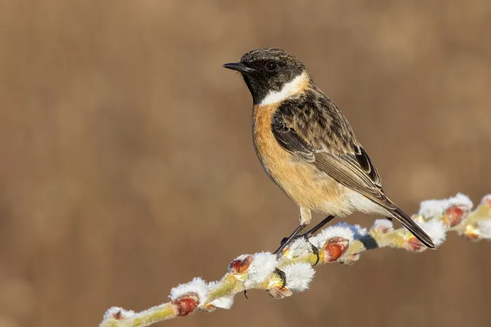 Framed Print : European Stonechat, Saxicola rubicola