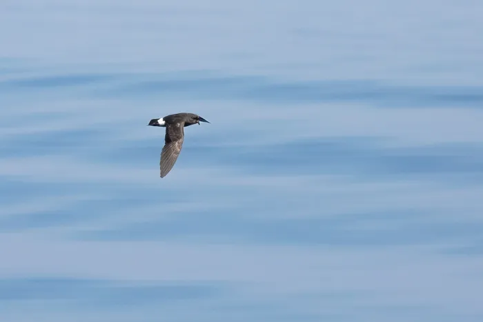 Framed Print : European Storm-Petrel (Hydrobates pelagicus)