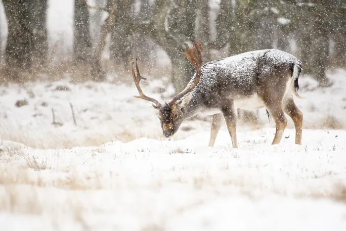 Framed Print : Fallow deer, Dama dama