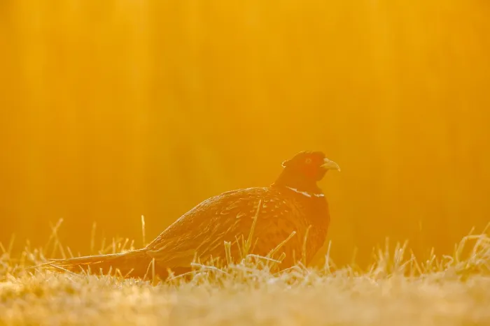Framed Print : Fazant; Common Pheasant;