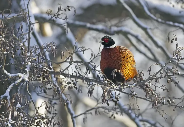Framed Print : Fazant, Common Pheasant, Phasianus colchicus