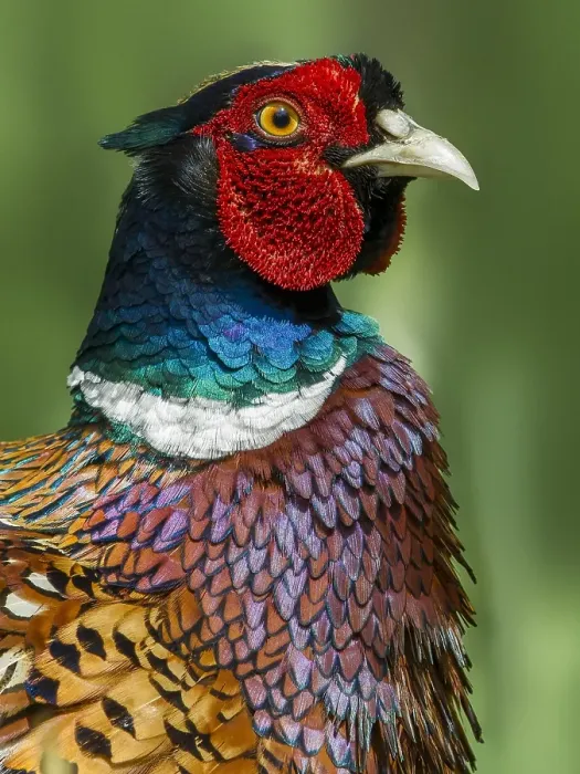 Framed Print : Fazant; Common Pheasant; Phasianus colchicus