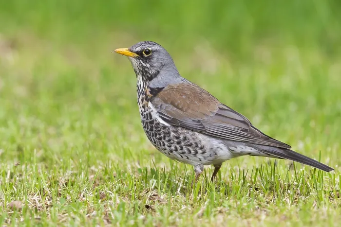 Framed Print : Fieldfare (Turdus pilaris), adult standing on the grass