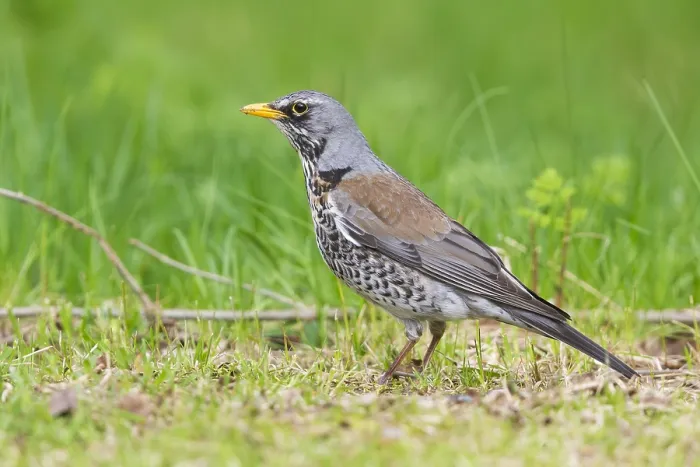 Framed Print : Fieldfare (Turdus pilaris), adult standing on the grass