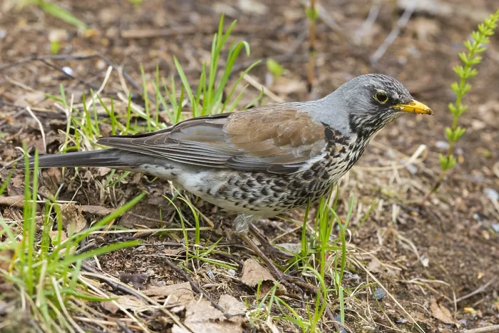 Framed Print : Fieldfare (Turdus pilaris), adult standing on the ground