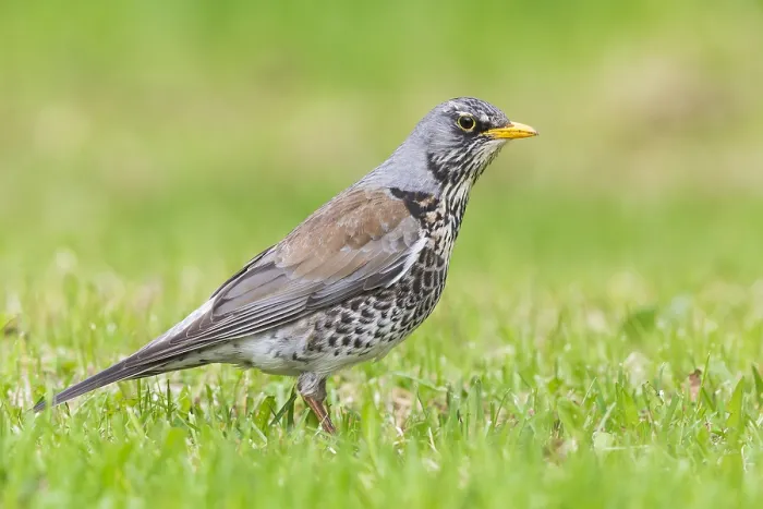 Framed Print : Fieldfare (Turdus pilaris), adult standing on the grass