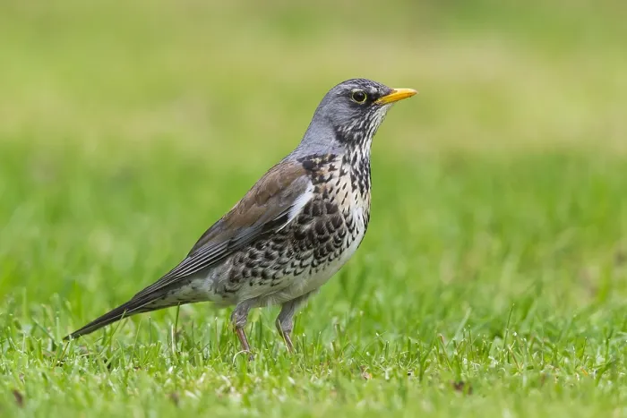Framed Print : Fieldfare (Turdus pilaris), adult standing on the grass