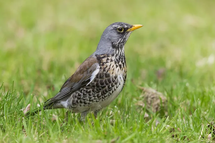 Framed Print : Fieldfare (Turdus pilaris), adult standing on the grass