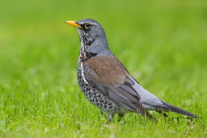 Framed Print : Fieldfare (Turdus pilaris), adult standing on the grass