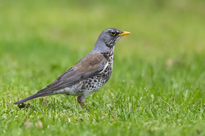 Framed Print : Fieldfare (Turdus pilaris), adult standing on the grass Framed Print : Fieldfare (Turdus pilaris), adult standing on the grass