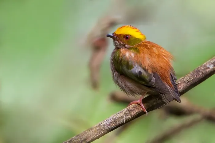 Framed Print : Fiery-capped Manakin