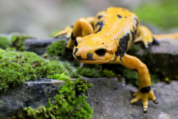 Framed Print : Fire salamander