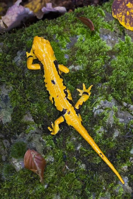 Framed Print : Fire salamander