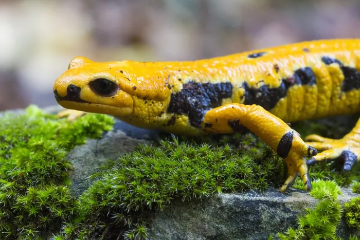 Framed Print : Fire salamander