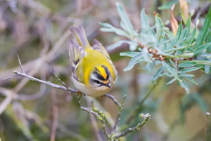 Framed Print : Firecrest, Regulus ignicapilla