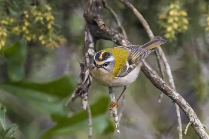 Framed Print : Firecrest, Regulus ignicapipllus