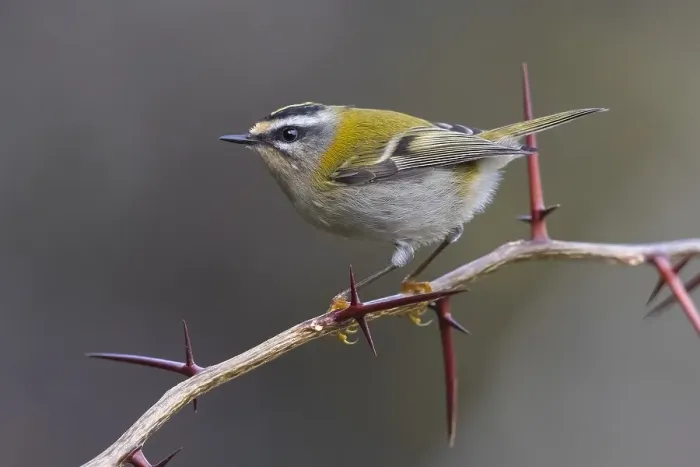 Framed Print : Firecrest, Regulus ignicapipllus Framed Print : Firecrest, Regulus ignicapipllus