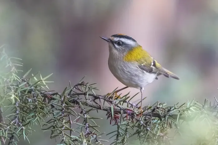 Framed Print : Firecrest, Regulus ignicapipllus