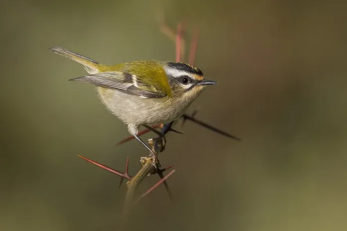 Framed Print : Firecrest, Regulus ignicapipllus