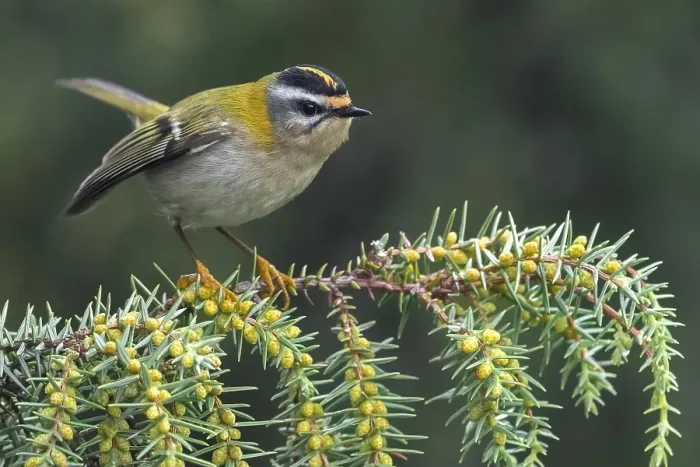 Framed Print : Firecrest, Regulus ignicapipllus