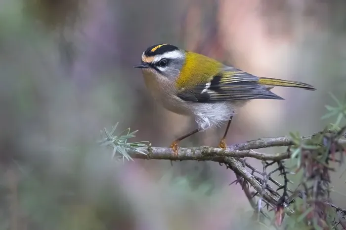 Framed Print : Firecrest, Regulus ignicapipllus