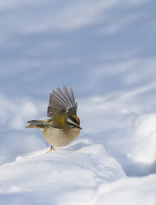Framed Print : Firecrest, Regulus ignicapipllus