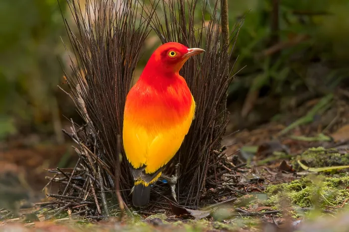 Framed Print : Flame Bowerbird, Sericulus ardens