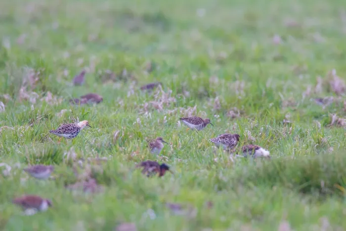 Framed Print : Flock of Ruff in meadow