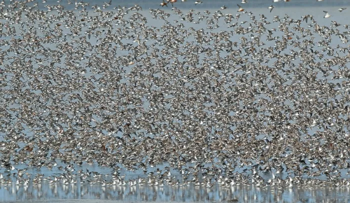 Framed Print : Flock of waders over the Waddensea Framed Print : Flock of waders over the Waddensea