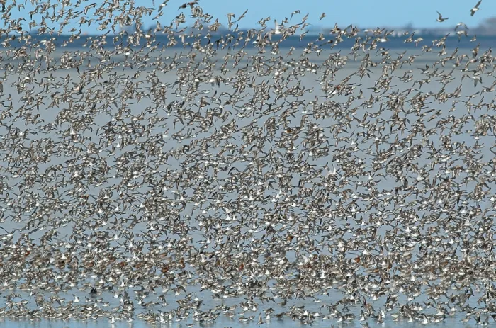 Framed Print : Flock of waders over the Waddensea