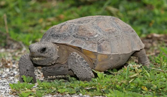 Framed Print : Florida Gopher Tortoise (Gopherus polyphemus)