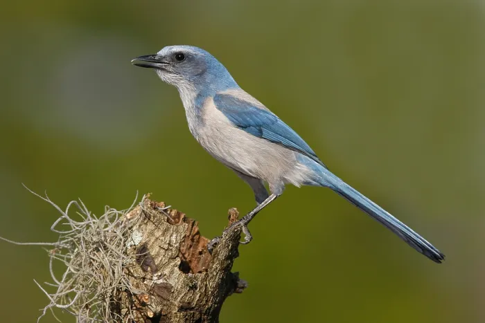 Framed Print : Floridastruikgaai, Florida Scrub-Jay, Aphelocoma coerulescens