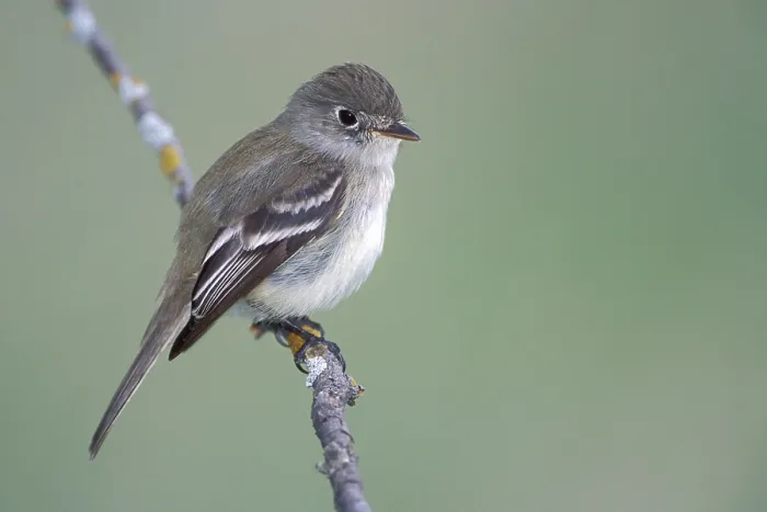 Framed Print : Least Flycatcher
