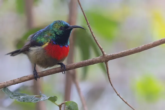 Framed Print : Forest Double-collared Sunbird, Cinnyris fuelleborni Framed Print : Forest Double-collared Sunbird, Cinnyris fuelleborni