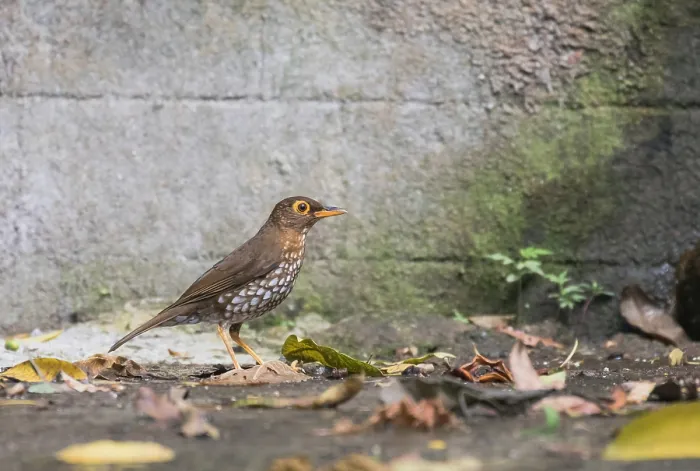 Framed Print : Forest Thrush, Turdus lherminieri