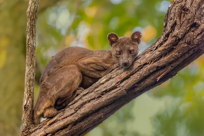 Framed Print : Fossa, Cryptoprocta ferox Framed Print : Fossa, Cryptoprocta ferox