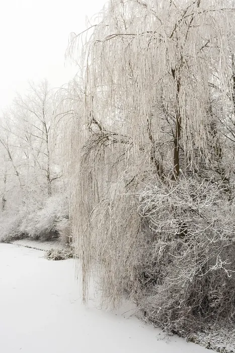 Framed Print : Frosty trees at Katwijk