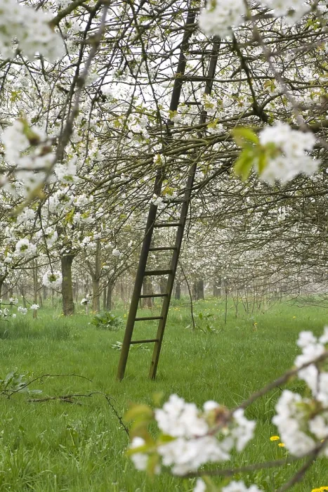 Framed Print : Fruitbomen; Orchards