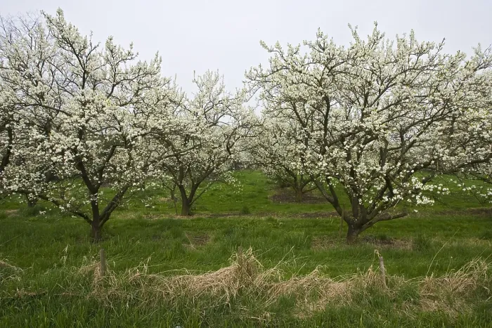 Framed Print : Fruitbomen; Orchards