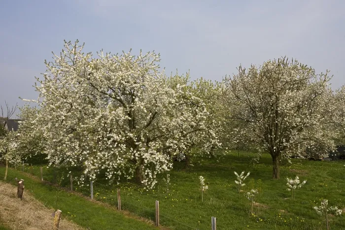 Framed Print : Fruitbomen; Orchards