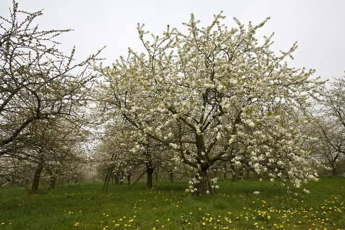 Framed Print : Fruitbomen; Orchards