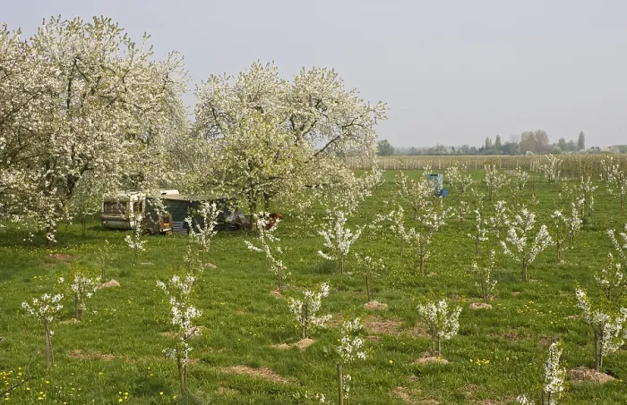 Framed Print : Fruitbomen; Orchards