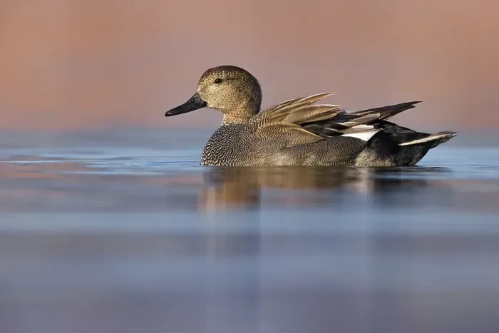 Framed Print : Gadwall, Mareca strepera