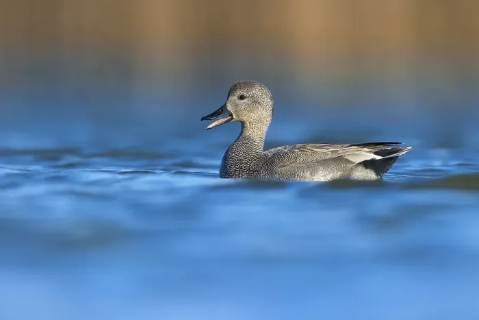 Framed Print : Gadwall, Mareca strepera